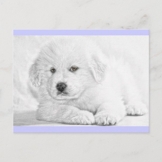 Carte postale Cute Fluffy White Puppy (Devant)