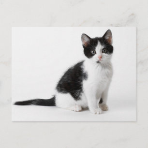 Carte Postale Cute Funny chaton en furie noir et blanc