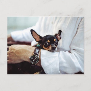 Carte postale Cute & Funny Chihuahua