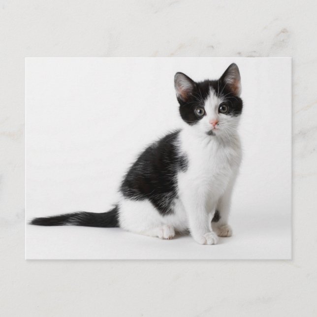 Carte Postale Cute Funny furry kitten black and white cat (Devant)