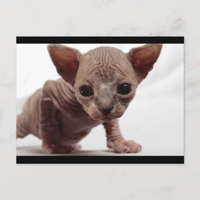 Carte Postale Cute Furless Sphynx Kitten (Devant)