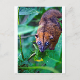 Carte Postale Cute fury cuscus possum regardant la caméra