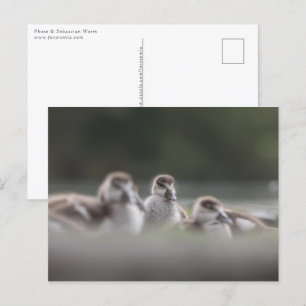 Carte Postale Cute Geese Chicks Nature Photo
