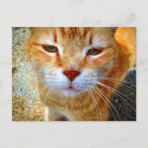 Carte Postale Cute Ginger Kitty Petit Chat Convivial