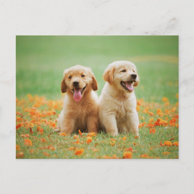 Carte Postale Cute Golden Retriever Puppies Photo (Devant)