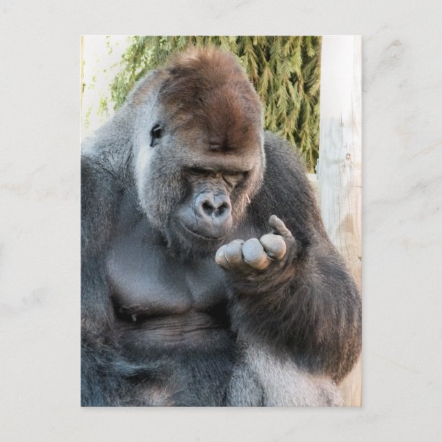 CARTE POSTALE CUTE GORILLA (Devant)