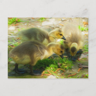 Carte Postale Cute Gosling