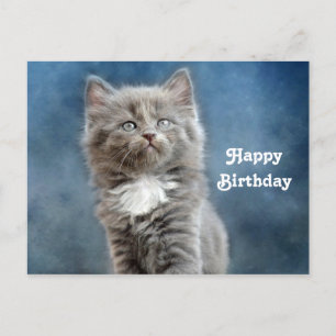 Carte Postale Cute Grey and White Kitten Photo Anniversaire