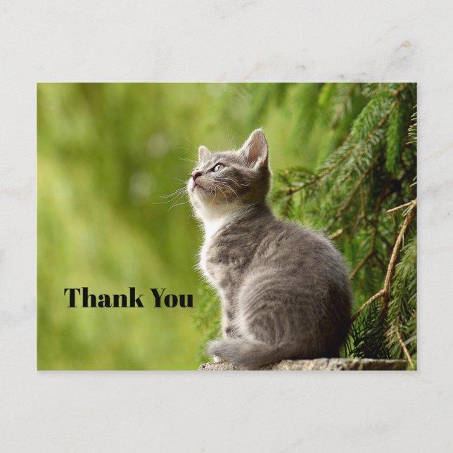 Carte Postale Cute Grey Kitten Chercher Merci Photo (Devant)