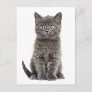 Carte Postale Cute Grey Kitten Hello Love Kitty Cat
