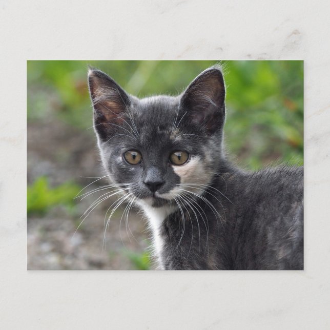 Carte Postale Cute Gris Tortoiseshell Photo Chat (Devant)