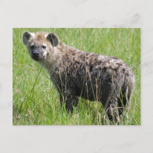 Carte Postale Cute Jeune Hyena avec Fourrure Humide en Grass Ver