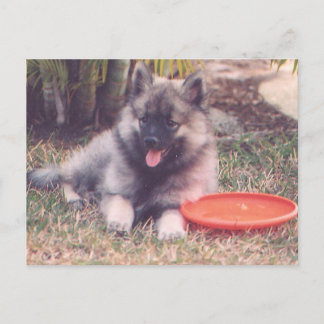 Carte Postale Cute Keeshond Puppy
