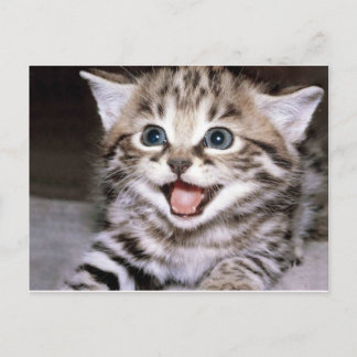 Carte Postale Cute Kitten