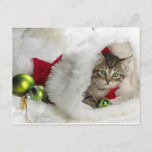 Carte Postale Cute Kitten