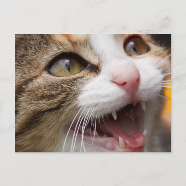 Carte Postale Cute Kitten (Devant)