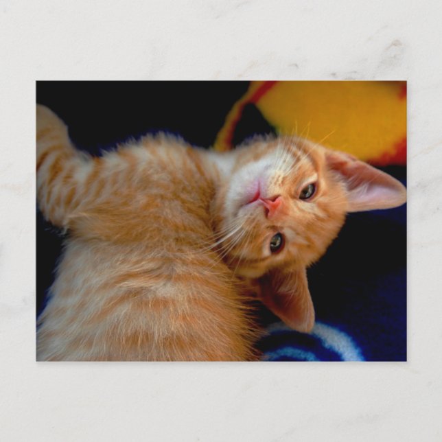 Carte postale Cute Kitten (Devant)