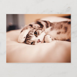 Carte Postale Cute Kitten avec Paw au-dessus de la face