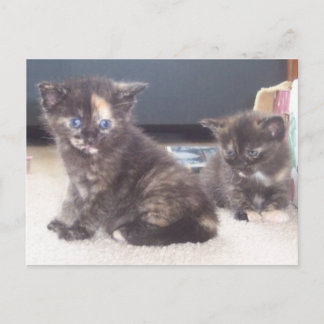 Carte Postale Cute Kittens
