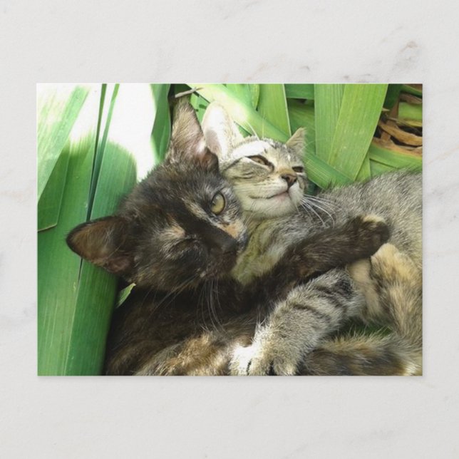 Carte Postale Cute kittens cuddling (Devant)