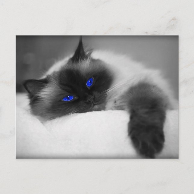 Carte Postale Cute Kitty (Devant)