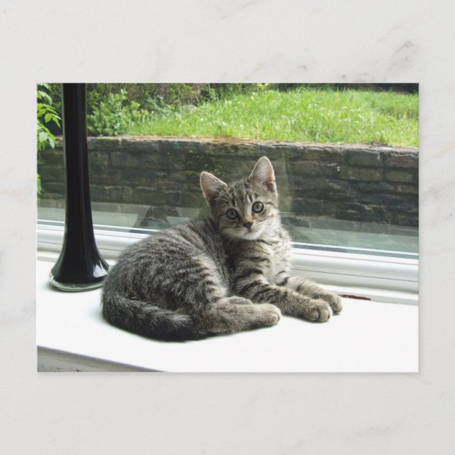 Carte Postale Cute Kitty (Devant)