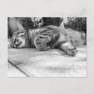 Carte Postale Cute Kitty