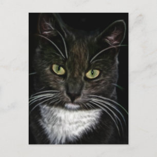 Carte Postale Cute Kitty Chat Meow Destin Cadeaux