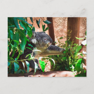 Carte Postale Cute Koala