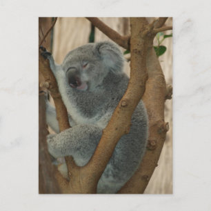 Carte postale Cute Koala Bear Sleeping