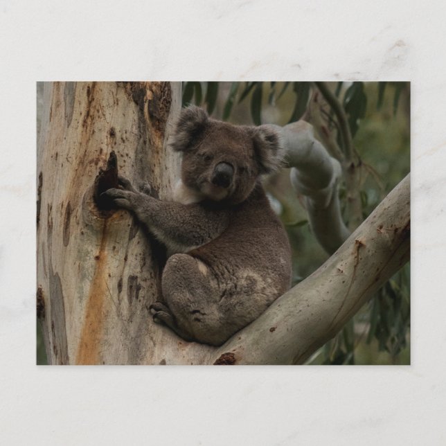 Carte Postale Cute Koala dans un arbre Australie (Devant)