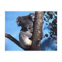 Cute Koala dans un arbre avec un arrière - plan bl