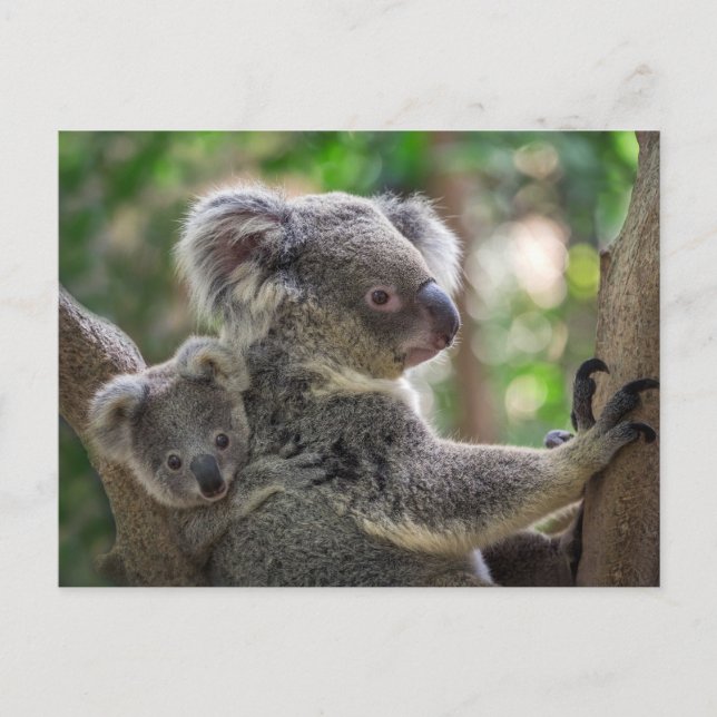 Carte Postale Cute Koala Ours & Cube Animal Australien (Devant)