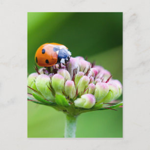 Carte Postale Cute Ladybug