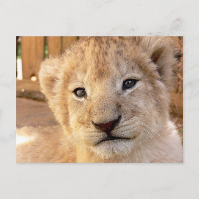 Carte Postale Cute Lion Cub (Devant)