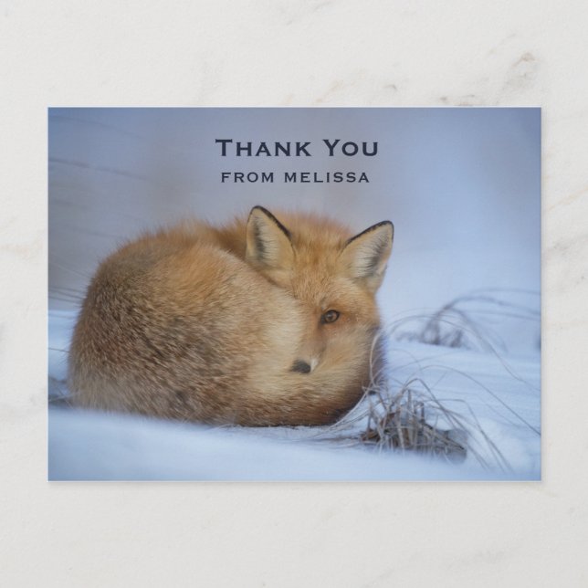 Carte Postale Cute Little Fox Curling Up Winter Photo Merci (Devant)