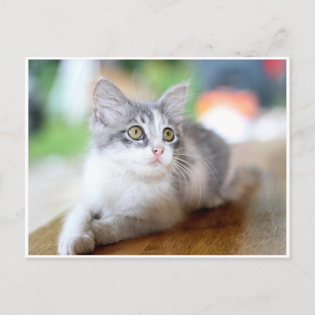 Carte postale Cute Little Grey et White Kitten (Devant)