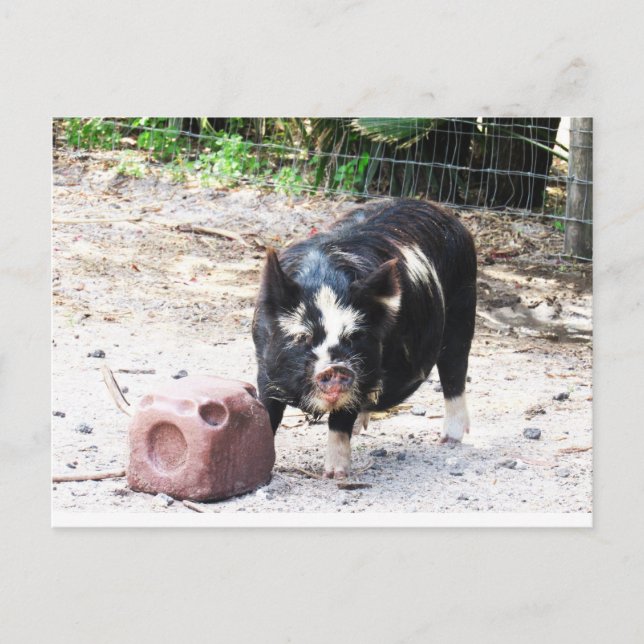 Carte postale Cute Little Piggy - Farm Life (Devant)