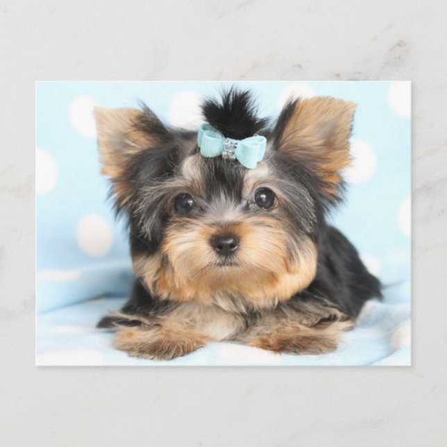 Carte Postale Cute Little Tiny Yorkie Conception de la coupe (Devant)