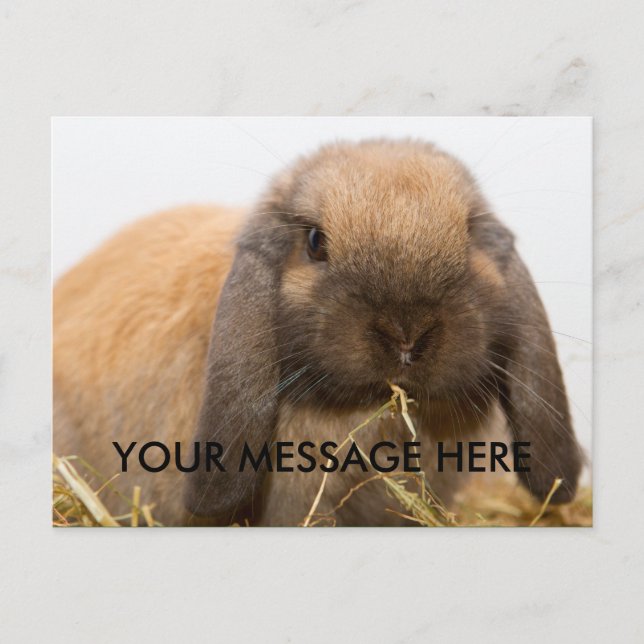 Carte Postale Cute lop à lapin (Devant)
