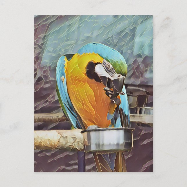 CARTE POSTALE CUTE MACAW (Devant)