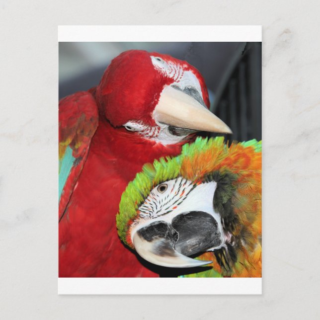 Carte Postale Cute macaws (Devant)