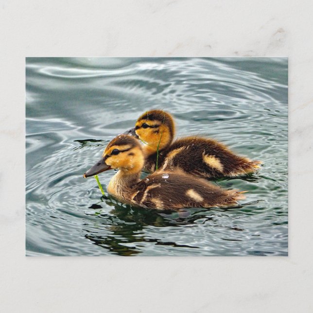 Carte Postale Cute Mallard Ducklings Photo (Devant)