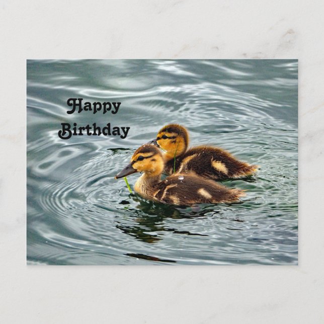 Carte Postale Cute Mallard Ducklings Photo Anniversaire (Devant)