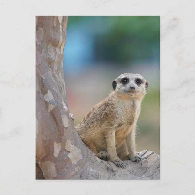 Carte Postale Cute Meerkat Sat sur arbre (Devant)