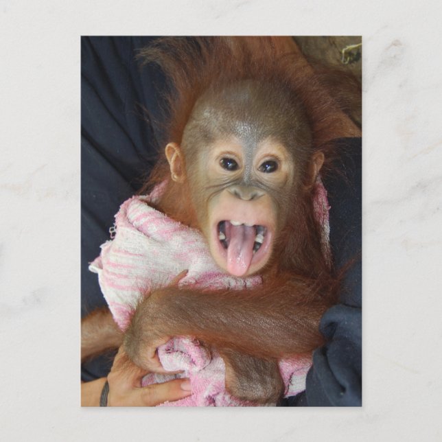 Carte Postale Cute Orangutan Tongue Monkey Business (Devant)
