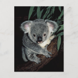 Carte Postale Cute Ours Koala