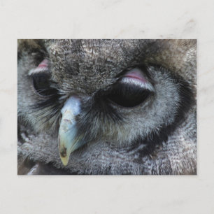Carte Postale Cute Owl