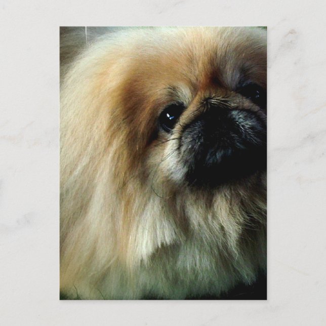 Carte postale Cute Pekingese (Devant)