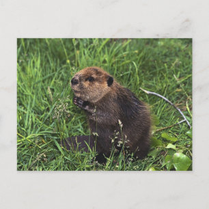 Carte Postale Cute Petit Castor